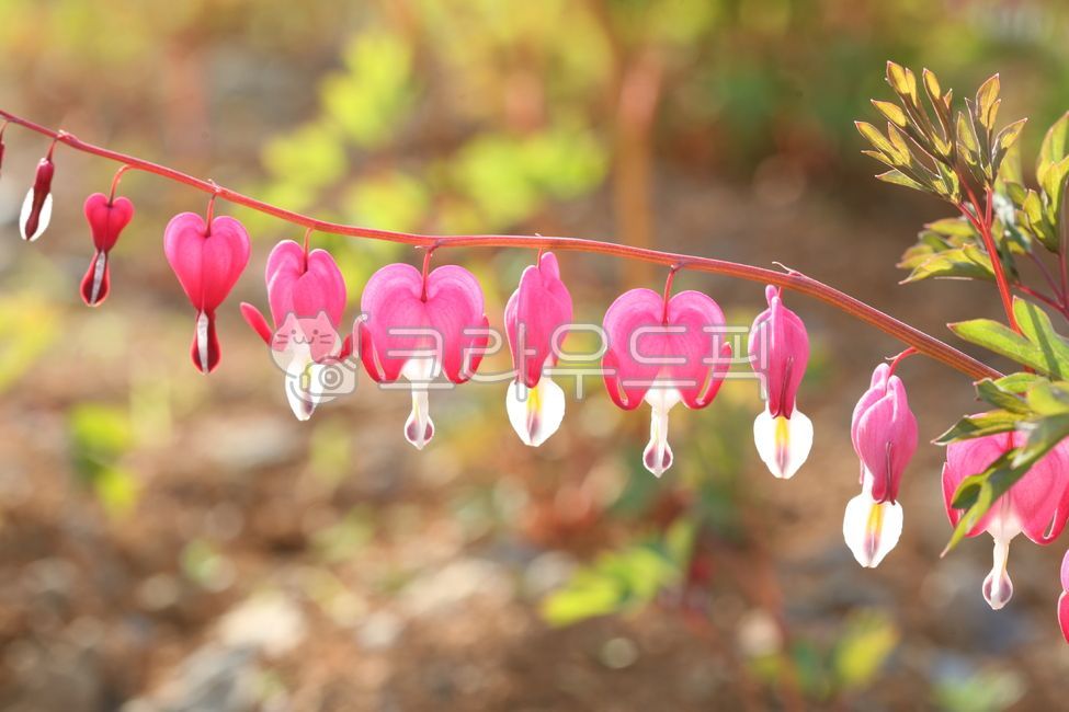 petal,daughterinlaws pocket,bleeding heart,flower