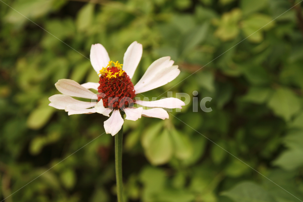 하얀,천일홍,가을,꽃,꽃밭,식물,자연,plants,nature,꽃,flower