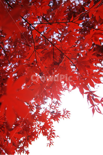 가을,빨간색,빨강,나뭇잎,plant,식물,leaf,잎,tree,나무,maple,단풍,가을,계절,fall,autumn,season