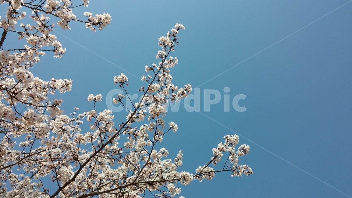 벚꽃,봄,벚꽃나무,하늘,4월,봄,계절,spring,season,plant,식물,flower,꽃,blossom,cherry blossom
