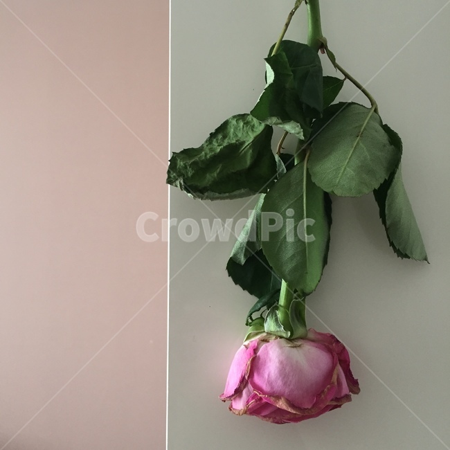 장미,꽃,플라워,핑크,분홍
