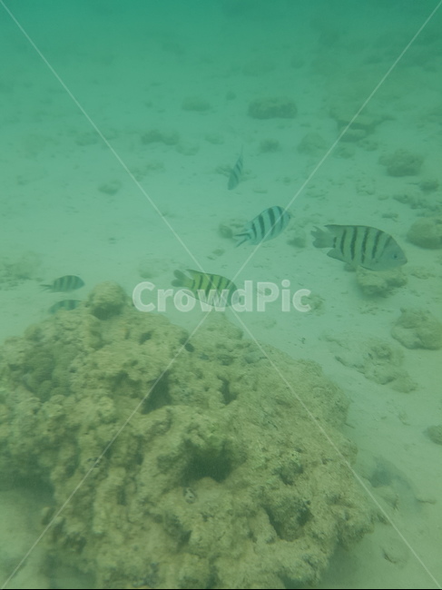 sloppy,tropical fish,fish,underwater,In the sea