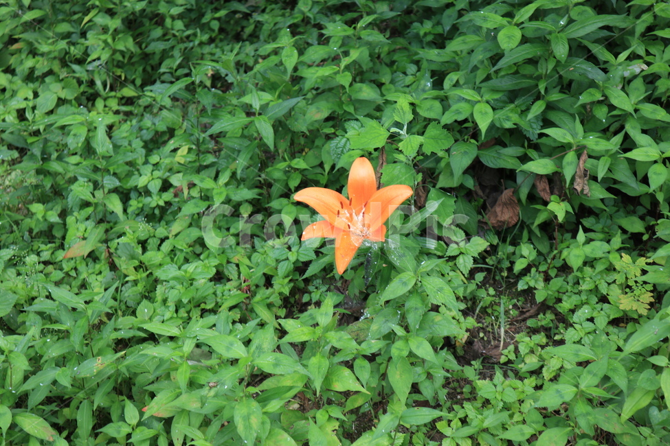 꽃,자연,풀,주황꽃,주황색꽃,식물,자연,plants,nature,꽃,flower