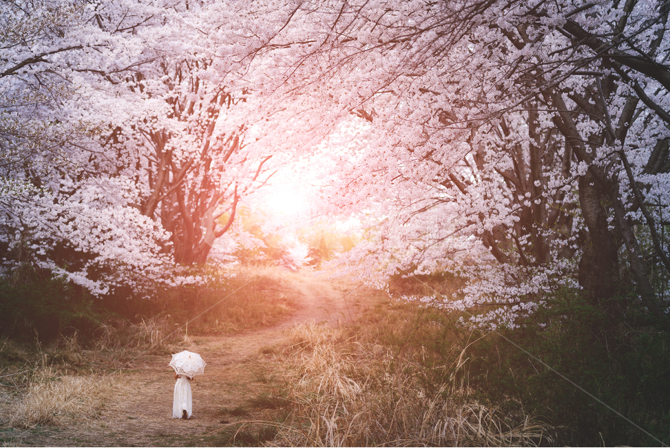 거제,거제도,벚꽃,cherryblossoms,봄,spring,korea,감성,sensibility,봄,계절,spring,season,자연,풍경,nature,landscape,light,빛,flare,플레어,grass,잔디,plant,식물
