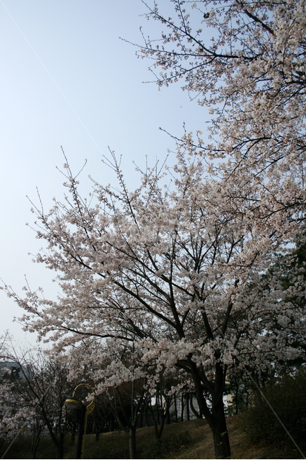 벚꽃,봄,봄날,감성,spring,flower,풍경,식물,꽃,분홍색,봄,계절,spring,season,자연,풍경,nature,landscape,식물,plants,나무,trees,wood,plant