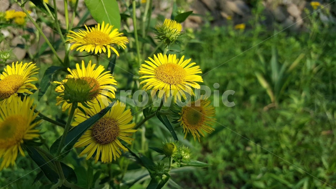 산국,국화과,노랑꽃,식물,자연,Northchrysanthemum,여러해살이