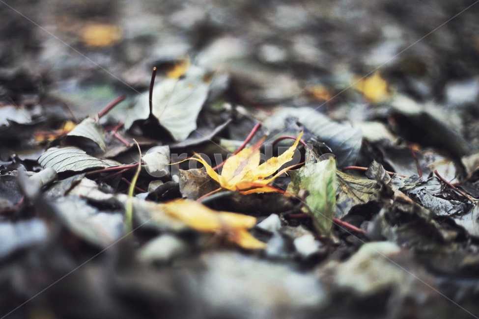 가을,낙엽,노랑,떨어진잎,잎,쓸쓸함,감성,가을,계절,fall,autumn,season,감성,sensible,feeling,leaf,plant,식물,ground,바닥