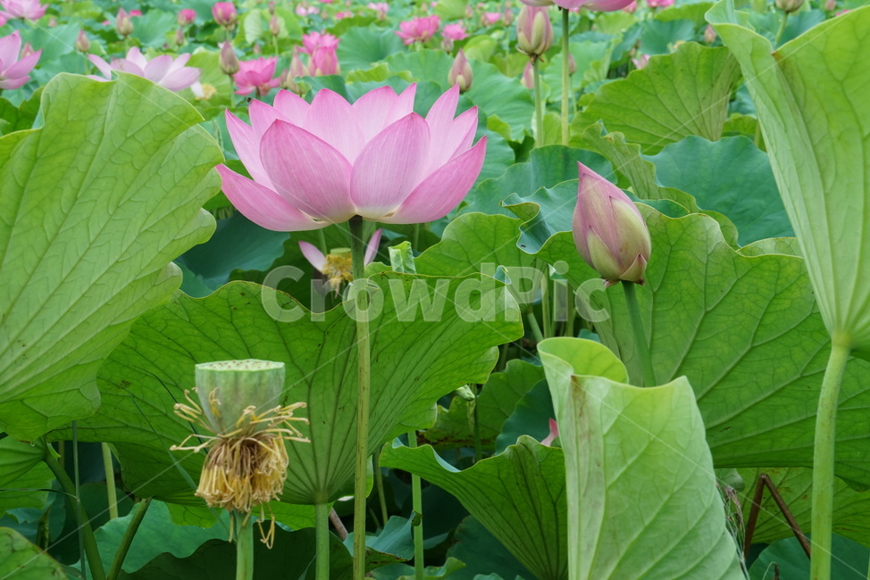 연꽃,련꽃,수초,식물,lotus,담수초,수중식물,수련과