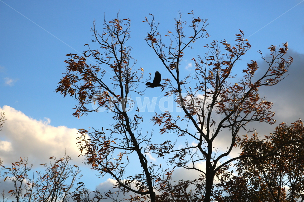 하늘,구름,나무,자연,풍경,새,까마귀,조류,동물,식물,자연,plants,nature,나무,trees,wood,동물,animal,조류,새,birds