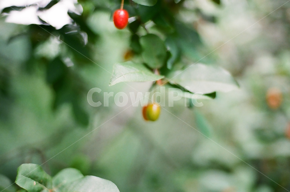 열매,나무,초록,힐링,숲,nature,감성,필름,필름카메라,film,자연,여름,색감,summer,green,color,forest,wood