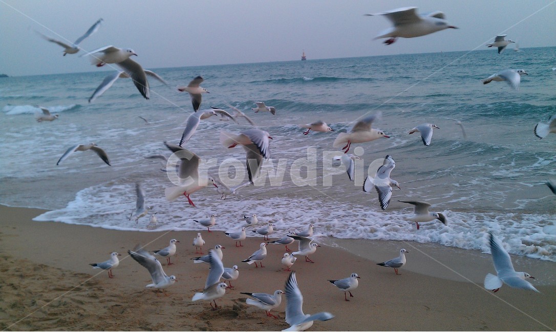 tide,ocean,emergency,Seagull,wing,Haeundae