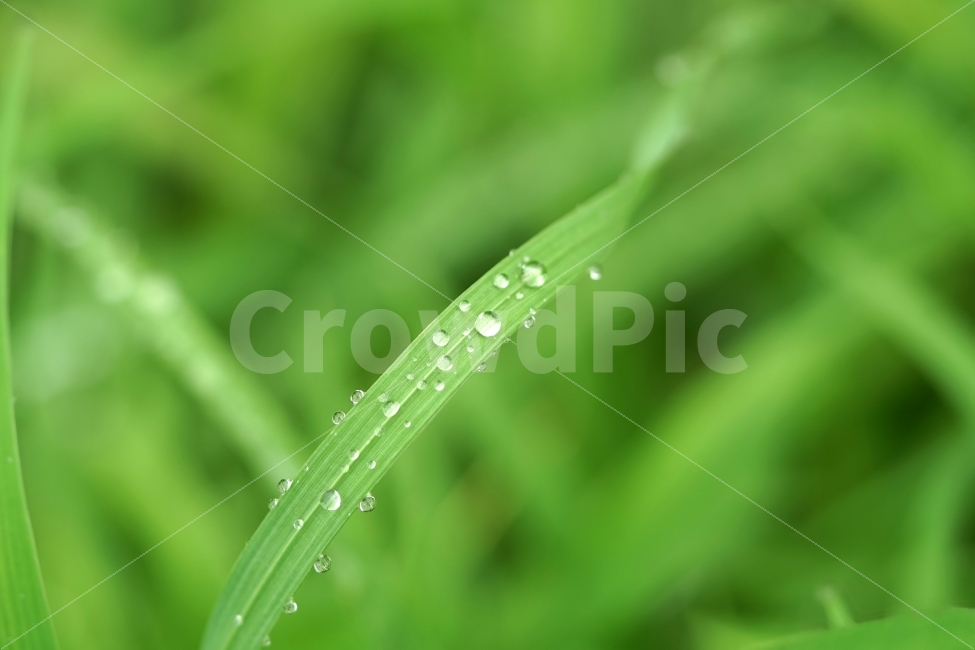 물방울,빗방울,이슬,식물,이파리,자연,비,비온후,아침,흐림,nature,waterdrop,raindrop,빗물,풀,풀잎,접사,macro,감성,감성사진,힐링,힐링사진,느낌,분위기,신비,신비한,신비로운,유리,구슬,투명한,투명,유리구슬,싱그러운,싱그럽다,싱싱한,싱싱하다,물기,수분,축축한,축축하다,축축,젖은,젖다,한국자연,한국의자연,snap,snapshot,스냅,스냅사진,스넵,스넵사진,풍경,landscape,시골,country,비,비오는날,rain,rainy,식물,자연,plants,nature