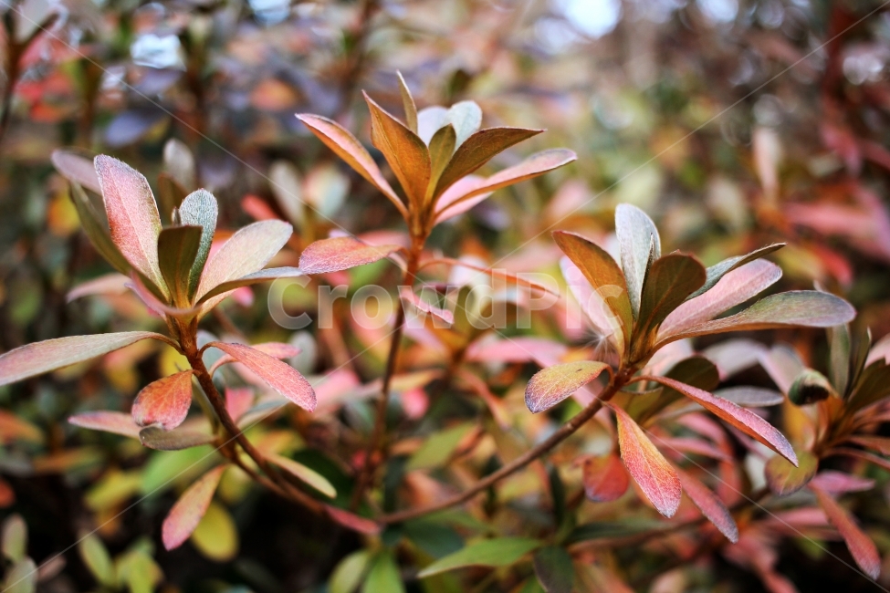 나뭇잎,단풍,한국,나무가지,나무,가을,계절,fall,autumn,season,식물,자연,plants,nature,plant,flower,꽃,blossom