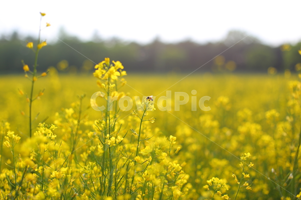 꿀벌,노랑,유채꽃,꽃,꽃밭,nature,자연,bee,flower,yellow,garden,정원,야외