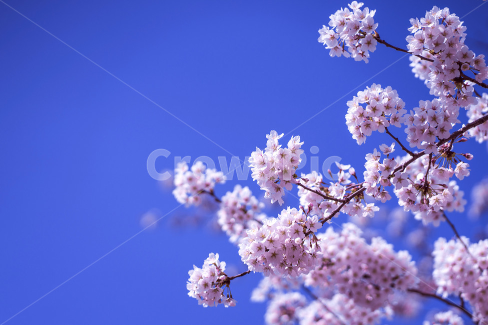 봄,spring,벚꽃,cherrybloossom,flower,꽃,나무,자연,식물,봄,계절,spring,season