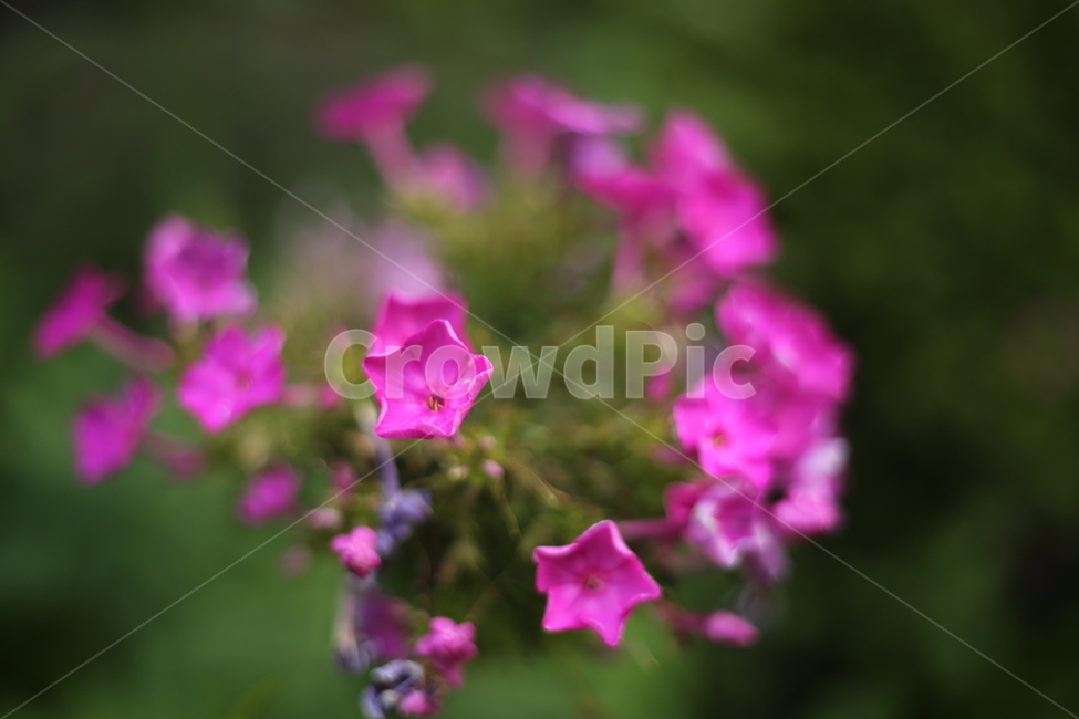 plant,식물,flower,꽃,blossom,geranium,제라늄