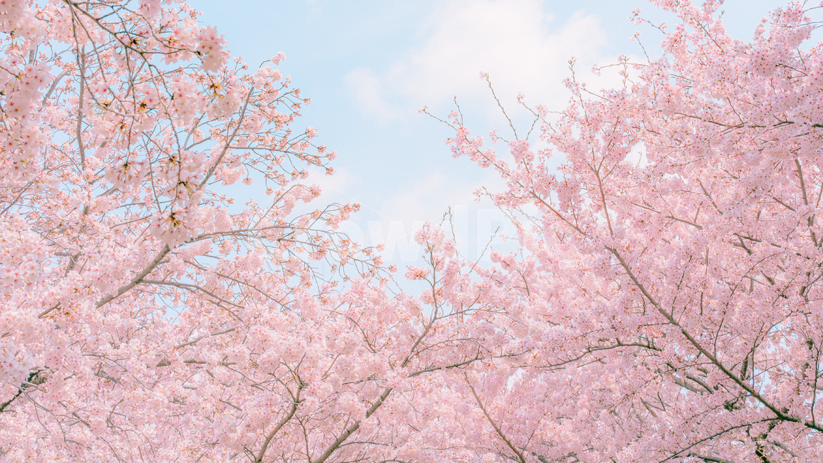 벚꽃,blossom,꽃,cherryblossom,꽃길,핑크색,봄,벚꽃나무,분홍색,봄,계절,spring,season,자연,풍경,nature,landscape
