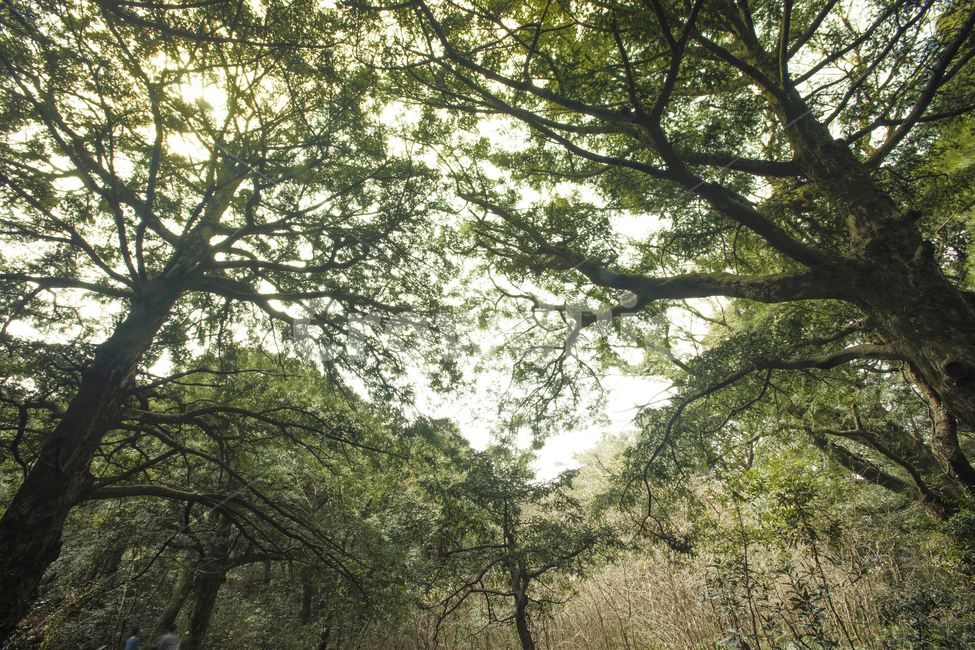숲,녹색,산책,휴식,감성,흔들린,나무,tree,plant,식물,outdoors,옥외,treetrunk,나무줄기,garden,정원