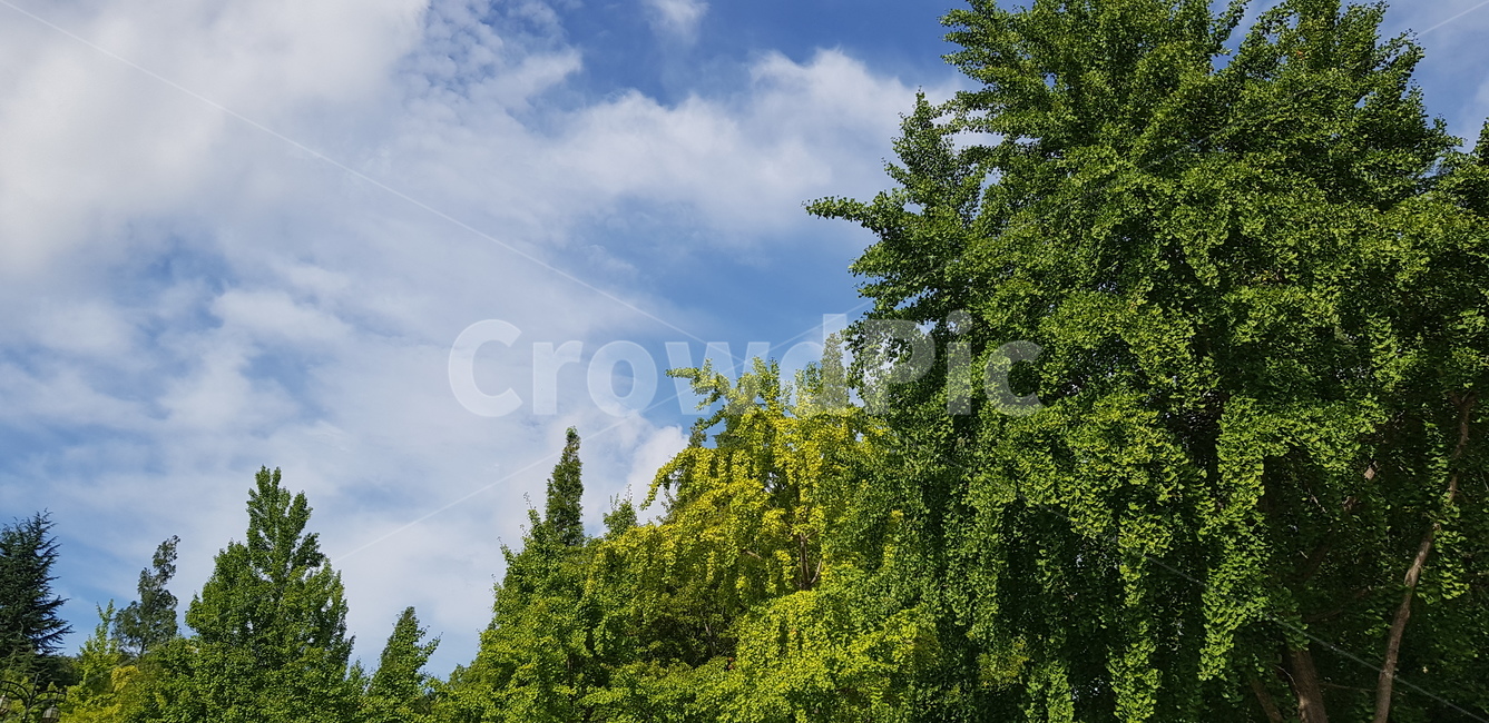 tree,나무,plant,식물,하늘,sky