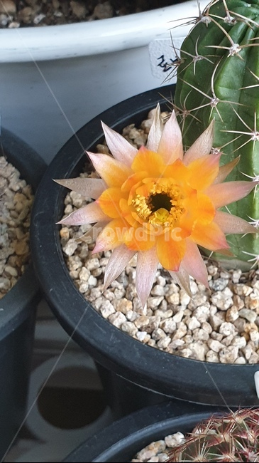 선인장,꽃,화분,flower,식물,자연,주황