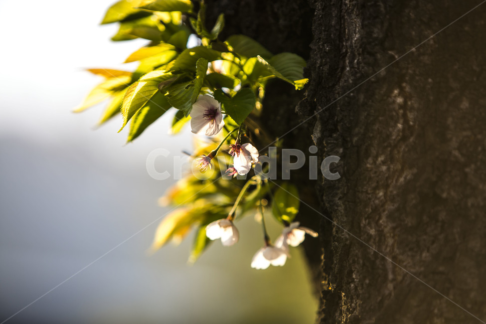벗꽃,고목,빛,문양,무늬,봄,계절,spring,season,식물,자연,plants,nature,꽃,flower,휴식,힐링,rest,relaxation,healing