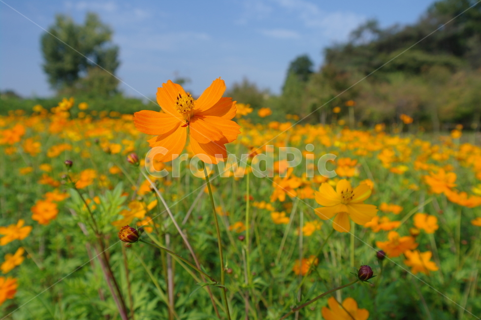 봄,꽃,자연,가을,들꽃,식물,자연,plants,nature,꽃,flower