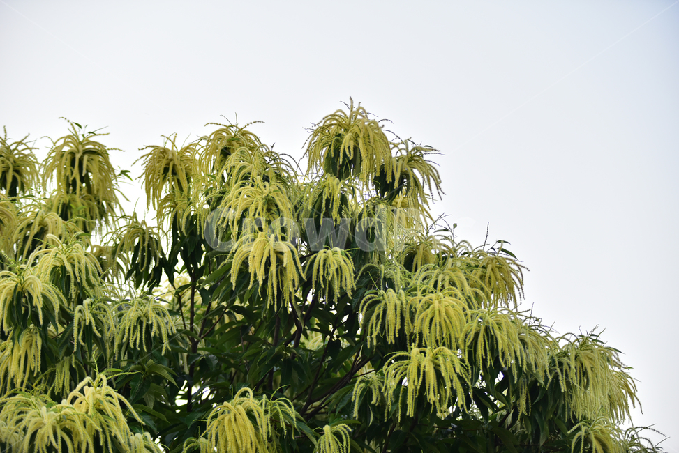 밤나무,밤나무꽃,꽃,나무,밤잎,잎,자연,nature,tree