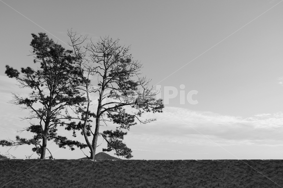 monochrome,plant,식물,tree,나무,treetrunk,나무줄기,흑백사진,자연,계절,자연풍경,모노톤,흑백,외로움,nature,풍경,landscape,wood,blackandwhite,흑백,모노톤,monochrome,black and white