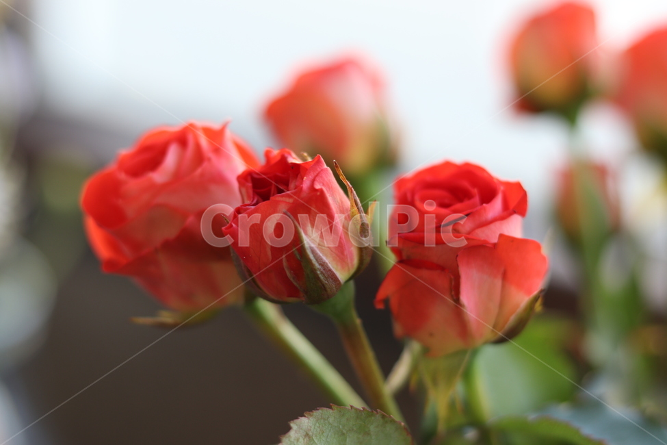 꽃,장미,flower,blossom,plant