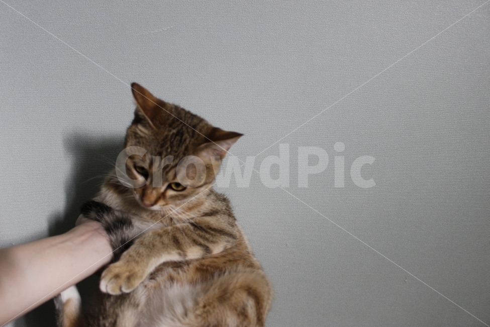고양이,반려동물,유기묘,길냥이,애완동물,cat,pet,kitten,아기고양이,코숏,코리안숏헤어,동물,animal,동물,animal,고양이,cat,kitten,kitty,포유류,mammal