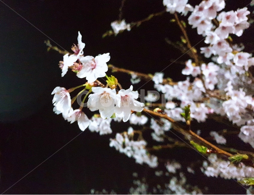 벚꽃,밤벚꽃,봄,벚나무,꽃가지,봄,계절,spring,season,야경,밤,풍경,nightscape,night,landscape,식물,자연,plants,nature,꽃,flower,plant,blossom