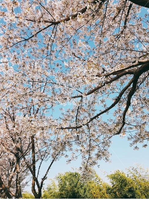 벚꽃,대저,대저생태공원,생태공원,꽃,봄,계절,spring,season,꽃,flower,plant,식물,blossom,cherry blossom
