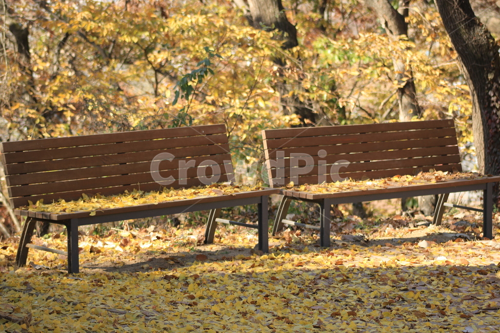 가을,낙엽,벤치,bench,가구,furniture,공원벤치,parkbench,의자,나뭇잎,단풍잎,식물,가을,계절,fall,autumn,season,park bench,공원 벤치