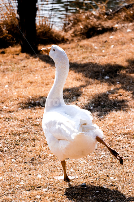 자연,animal,동물,bird,새,ground,바닥,오리,거위,동물,animal,조류,새,birds
