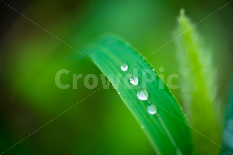 물방울,물,잎,자연,생명,워터,접사,싱그러움,싱싱,깨끗,녹색,그린,green,감성,감성샷,감성사진,식물,자연,plants,nature