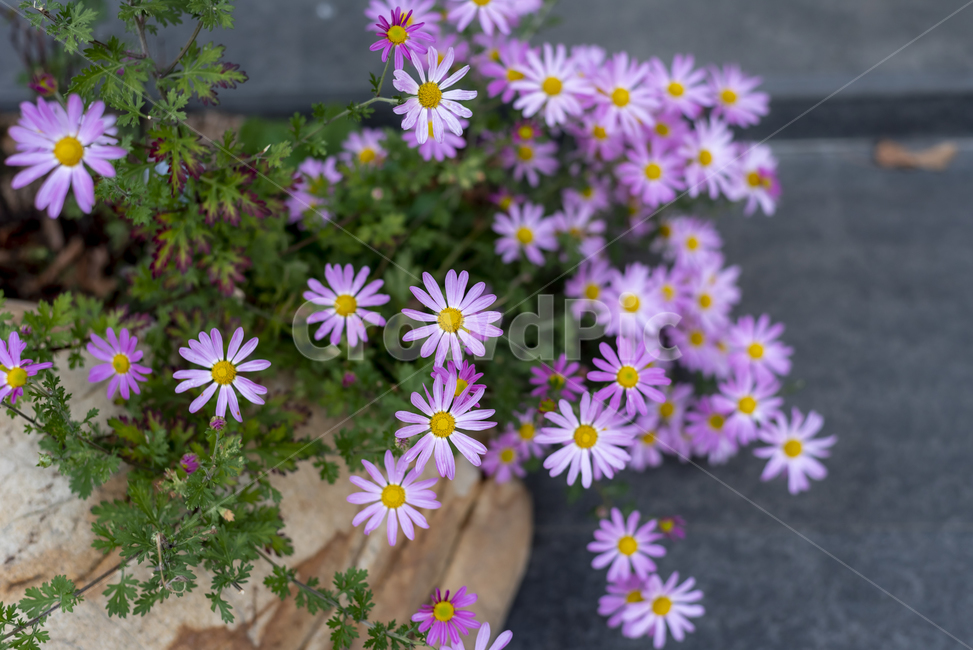 아스타,보라색,이쁘다,가을,식물,plant,asteraceae,국화과,flower,blossom,꽃,petal,꽃잎,식물,자연,plants,nature,꽃,flower