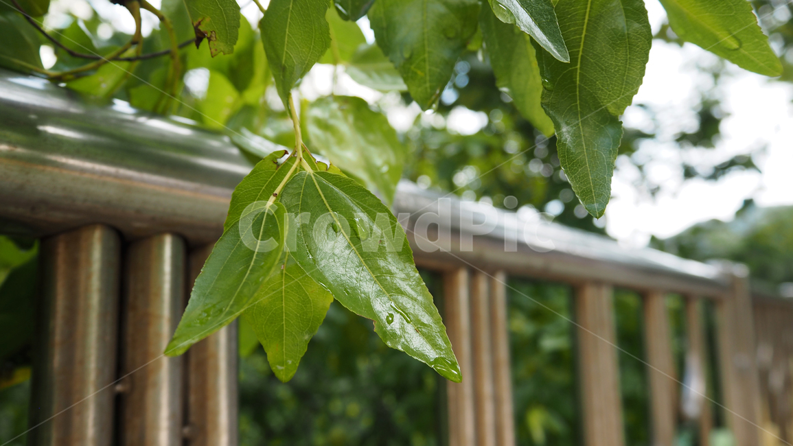 식물,야외,그린,plants,outdoors,green,식물,자연,plants,nature