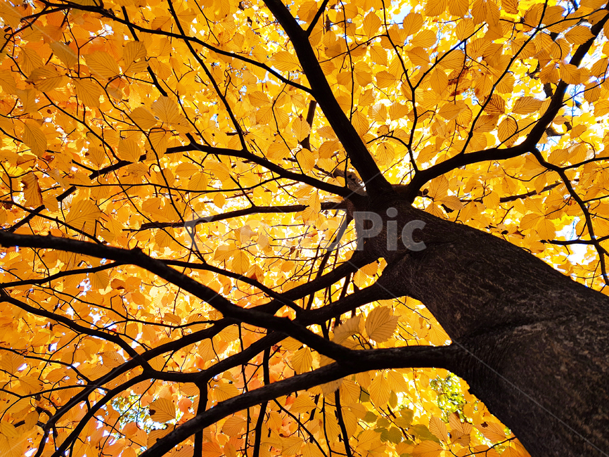 단풍,나무,낙엽,가을,계절,식물,가지,나뭇잎,잎,잎사귀,가을,계절,fall,autumn,season,식물,자연,plants,nature,나무,trees,wood,tree,plant,leaf