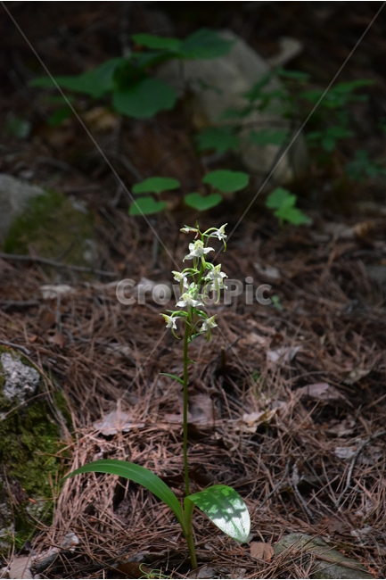 제비난초,야생화,생태,식물,자연,꽃,힐링,플라워,wildflower,flower,plants,nature,season,감성,느낌,emotion,feeling,초본,난초과,제비난초속,식물,자연,plants,nature,꽃,flower