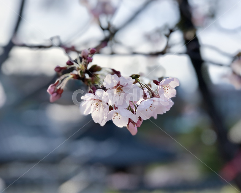 temple,cherryblossom,벚꽃,cherryblossom,cheeryblossomfestival,벚꽃축제