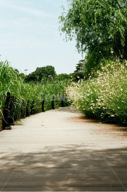 산책로,수성못,하늘,안개꽃,여름,음양,산책,필름사진,노이즈,자연,풍경,nature,landscape