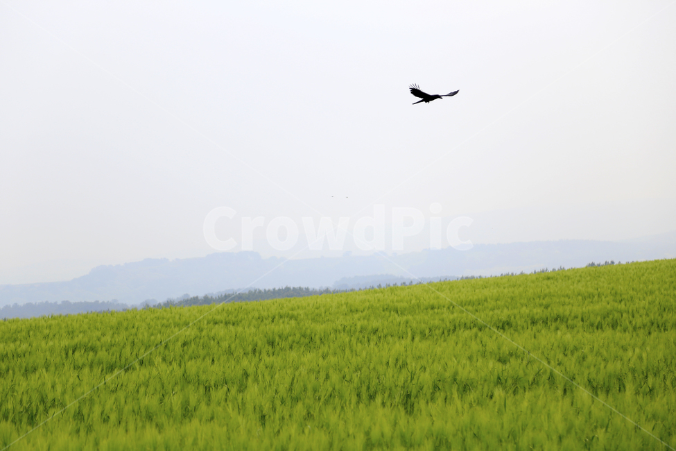 청보리,초록,보리,보리밭,식물,자연,풍경,nature,landscape,동물,animal,조류,새,birds,grassland,목초지,field,들,outdoors,옥외,paddy field,패디 필드,bird