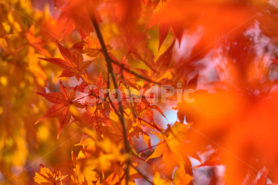 가을,단풍,배경,계절,빨간단풍잎,나무,붉은잎,fall,autumn,season,단풍나무,자연,식물,백그라운드,나뭇가지,레드,붉은,빨간,빨강,울긋불긋,화려한,색감,야외,tree,nature,colorul,가을,계절,fall,autumn,season,plant,leaf,잎