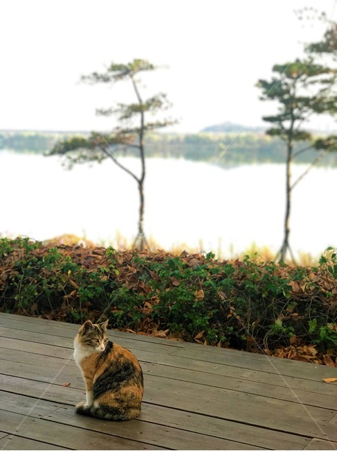 고양이,강,나무,자연,동물,데크,river,cat,동물,animal,포유류,mammal,고양이,cat,kitten,kitty