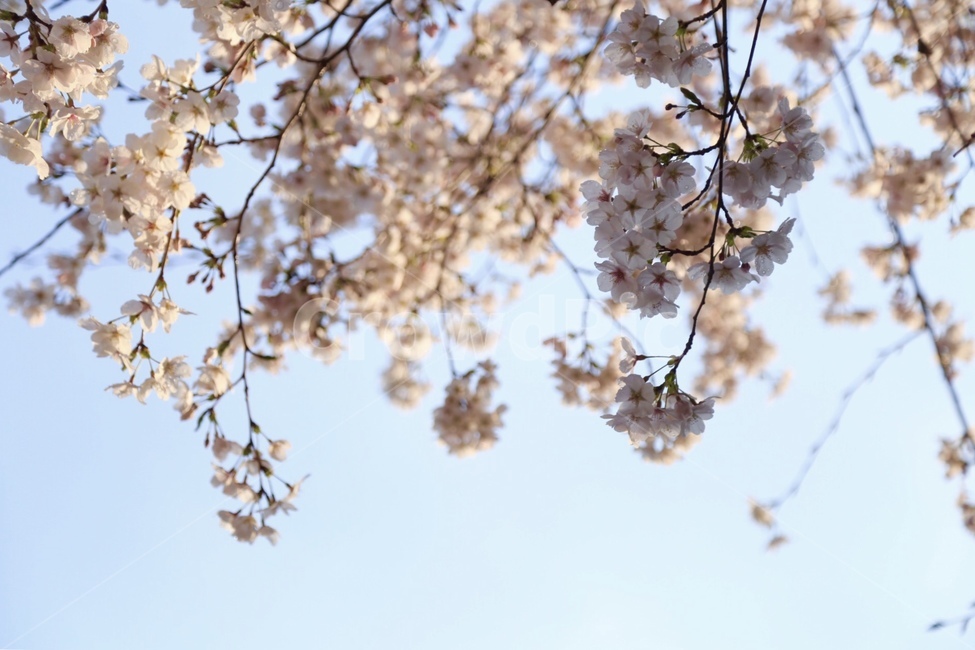 벚꽃,벚꽃엔딩,벚꽃축제,봄꽃,봄,봄,계절,spring,season,plant,식물,flower,꽃,blossom