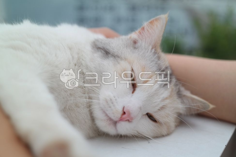 like,dog cat,touch,stroke,hair,White,stray cat,white cat,person,cat,contact,animal,mammalia,pet,hand