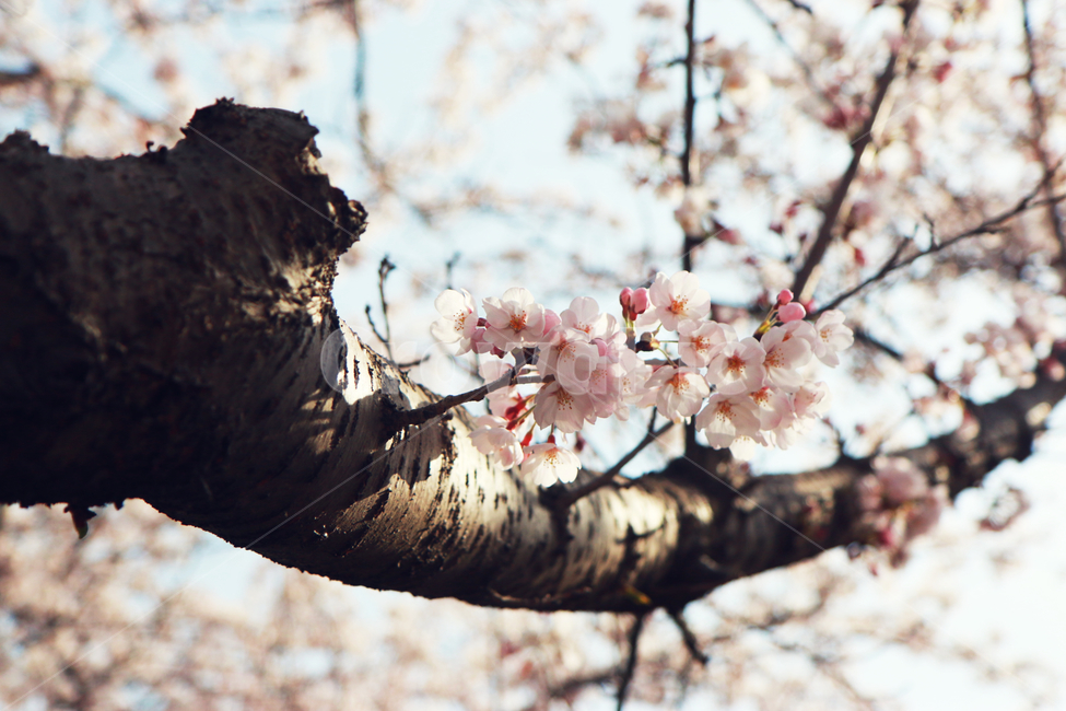 남해벚꽃길,왕지벚꽃길,벚꽃,봄,봄꽃,봄,계절,spring,season,식물,자연,plants,nature,꽃,flower,plant