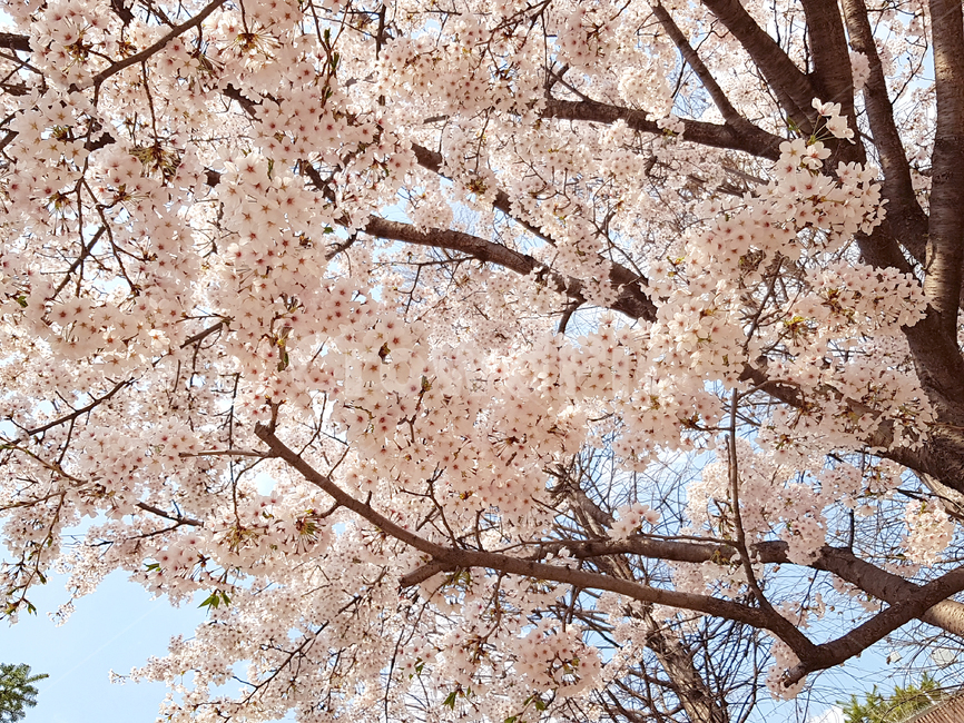 벚꽃,봄,꽃,식물,cherryblossoms,예쁜꽃,꽃배경,봄,계절,spring,season,식물,자연,plants,nature,꽃,flower,나무,trees,wood,plant,blossom,cherry blossom