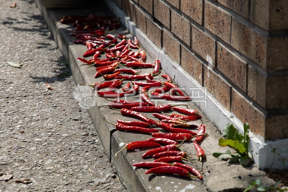 pepper,red pepper,dried pepper,drying peppers,vegetable