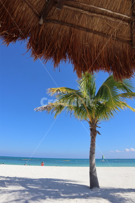 Playa del Carmen,palm tree,palmtree,Beach,mexico,cancun,beach,recreation,Mexico,summer